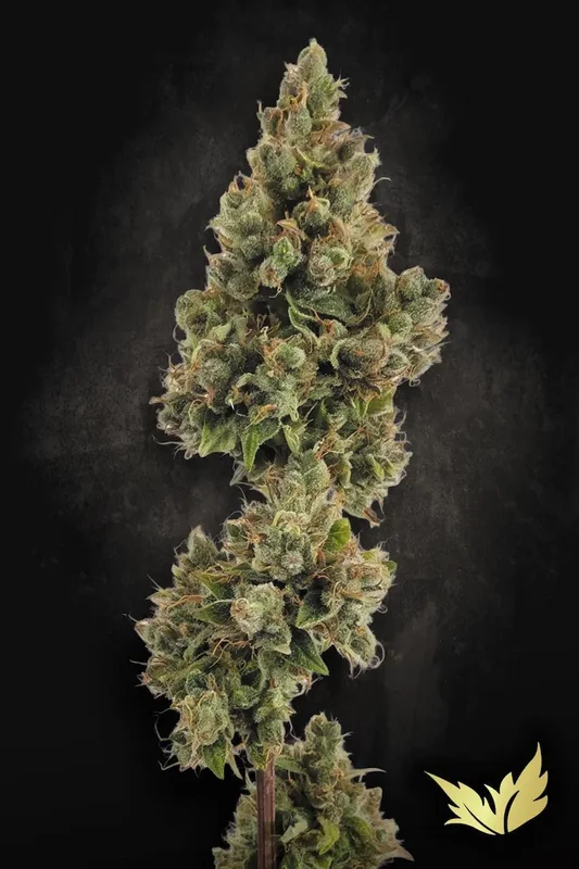 Jack van Paradise Seeds