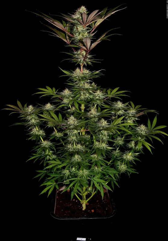 Chocolate Wafflez van Paradise Seeds