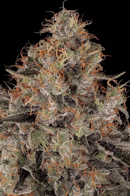 Blue Kush Berry van Paradise Seeds