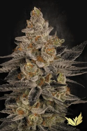 Chocolate Wafflez van Paradise Seeds