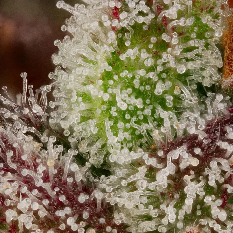 Red Velvet van Paradise Seeds