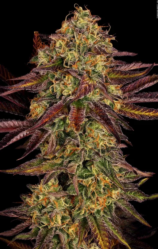 Tangerine Sorbet van Paradise Seeds