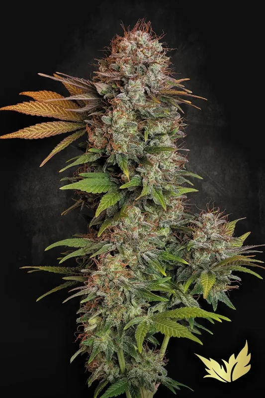 Nebula van Paradise Seeds