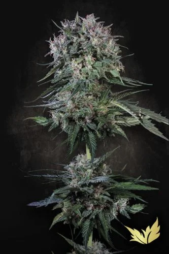 Doppler van Paradise Seeds