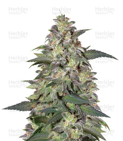 Magic Bud van Paradise Seeds