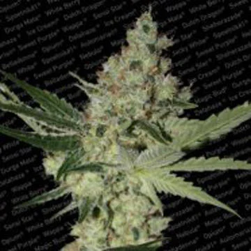 Acid van Paradise Seeds