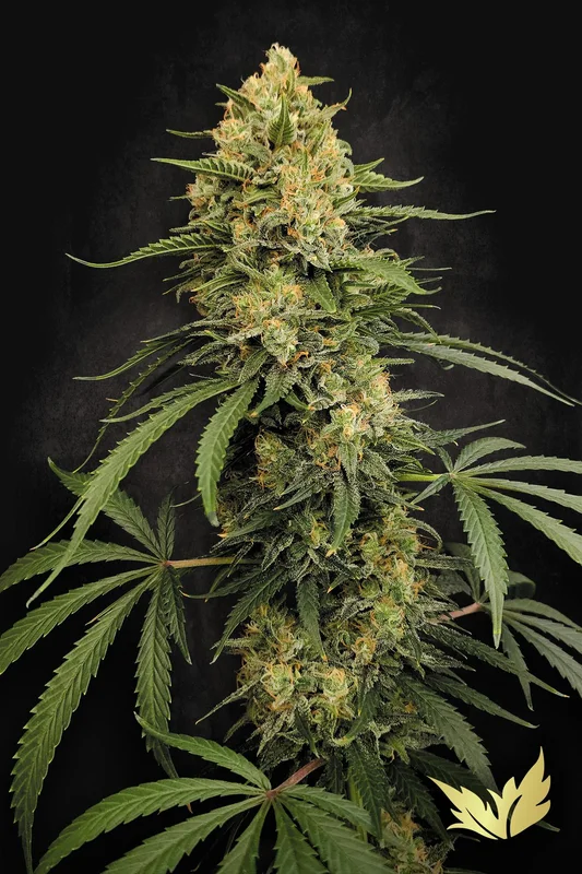 Zesty Bliss van Paradise Seeds
