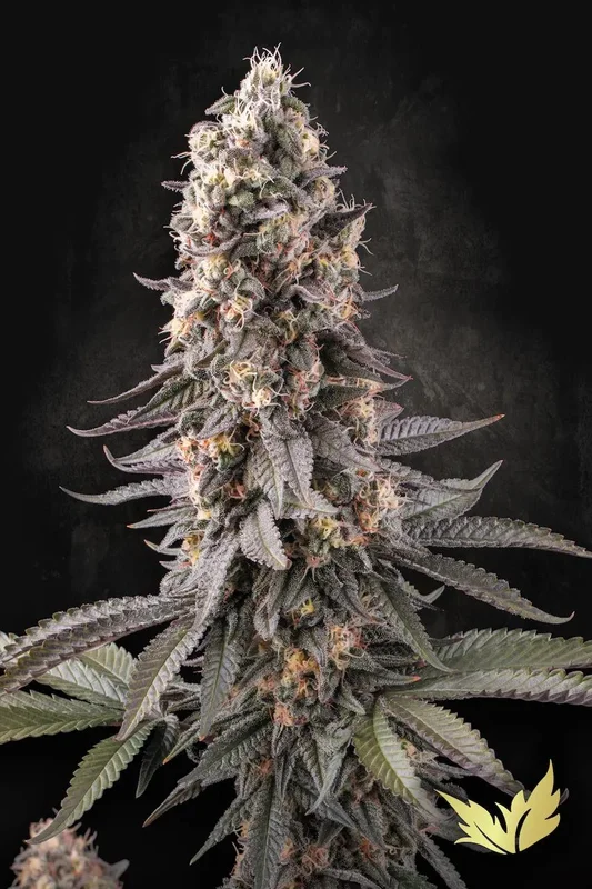 El Dorado OG van Paradise Seeds