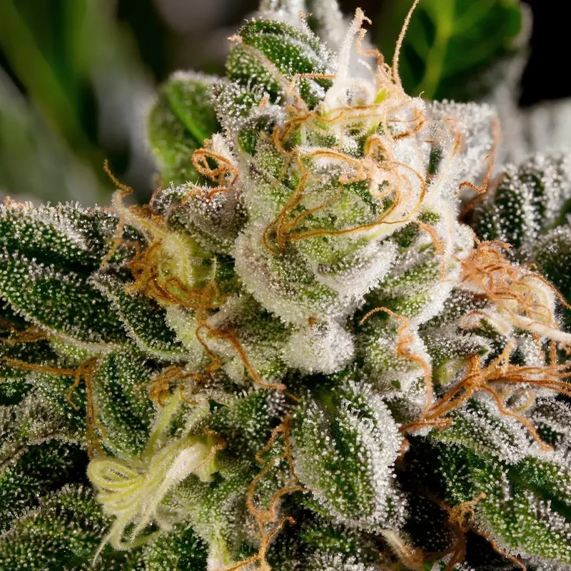 Space Cookies van Paradise Seeds