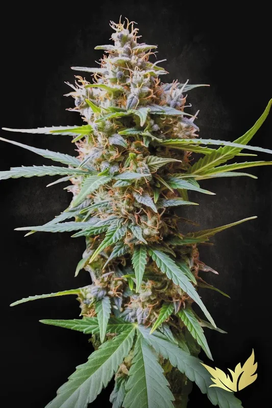 Acid van Paradise Seeds
