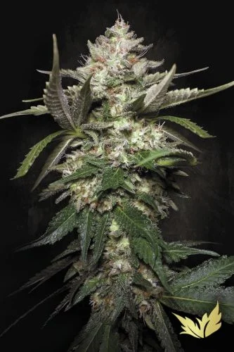 Kong 4 van Paradise Seeds