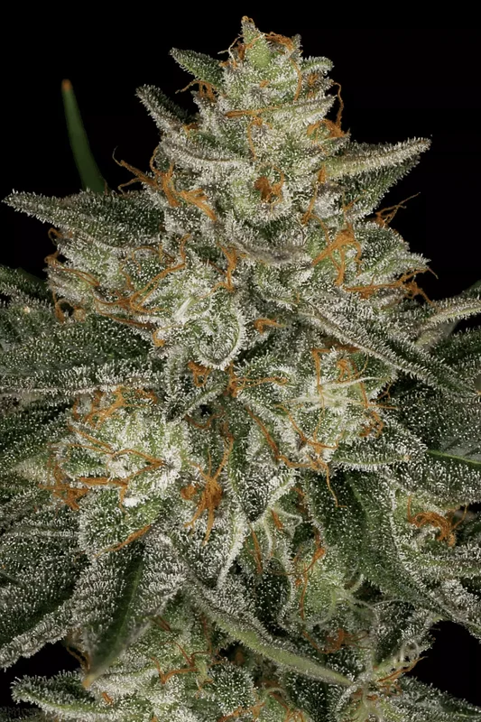 Dutch Kush van Paradise Seeds
