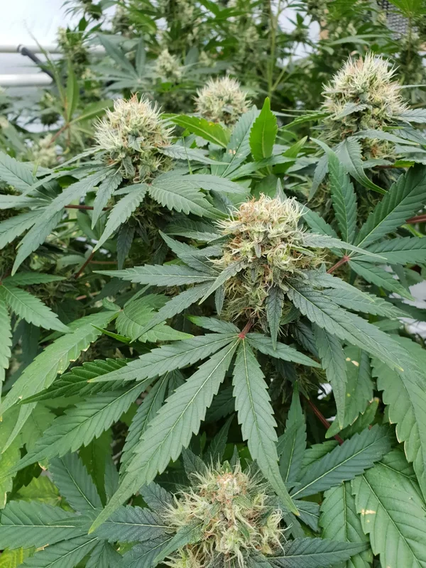 Stromboli van Paradise Seeds