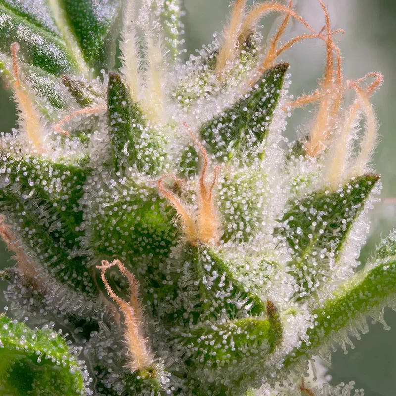 Stromboli van Paradise Seeds
