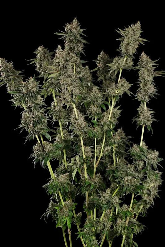 Candy Breath van Paradise Seeds