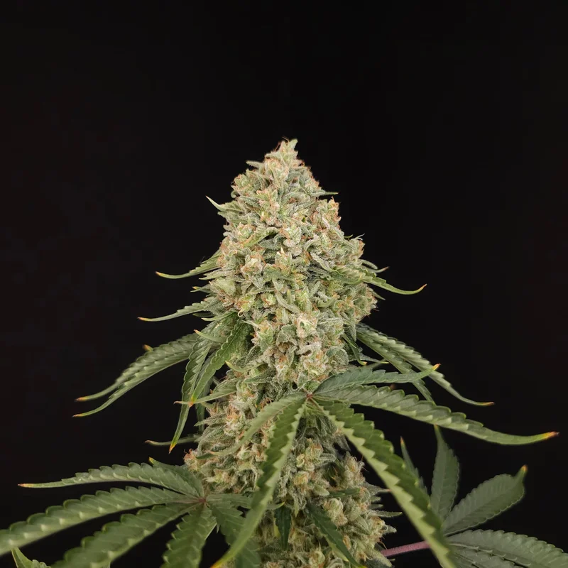 Tropical Fruit Cake van Paradise Seeds
