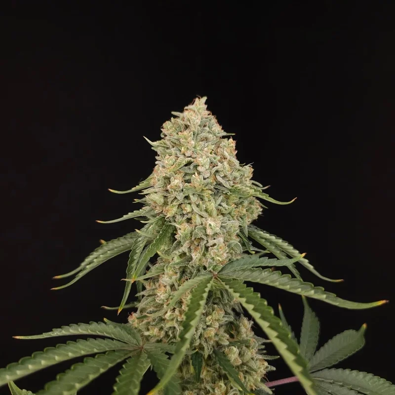 Tropical Fruit Cake van Paradise Seeds