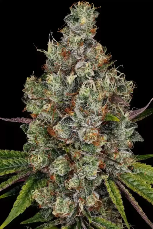 Rainbow Road van Paradise Seeds