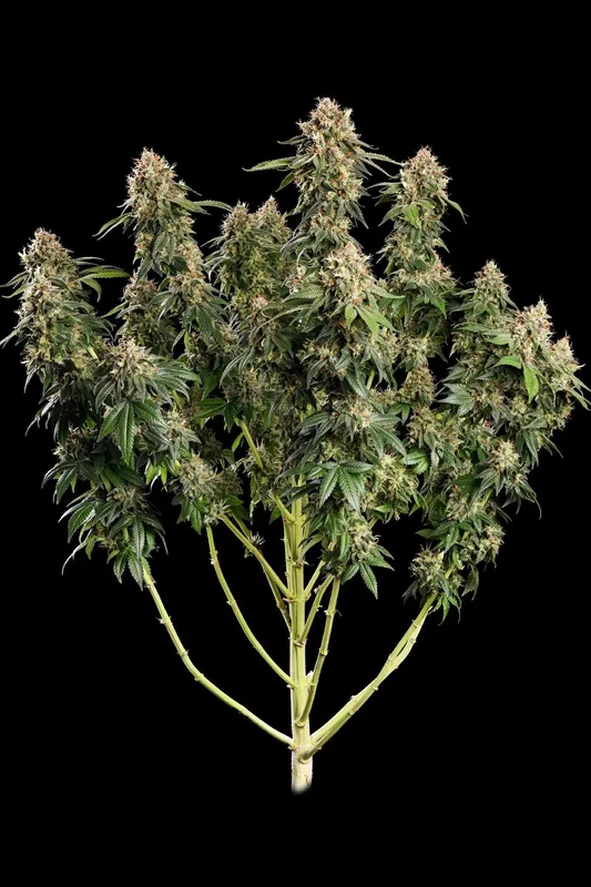 Dutch Kush van Paradise Seeds