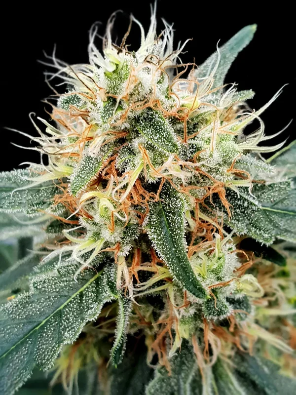 Stromboli van Paradise Seeds
