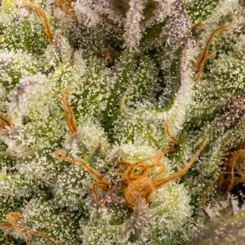 Chocolate Wafflez van Paradise Seeds