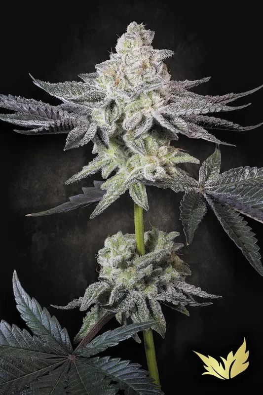 Emerald Envy van Paradise Seeds