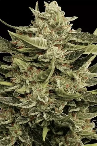 Vertigo van Paradise Seeds