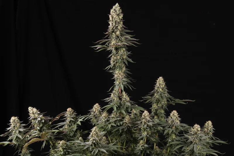 El Dorado OG van Paradise Seeds