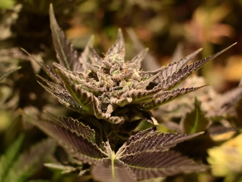 Blue Kush Berry van Paradise Seeds
