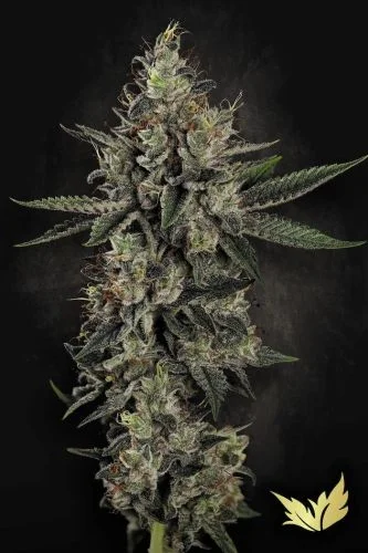 Candy Breath van Paradise Seeds