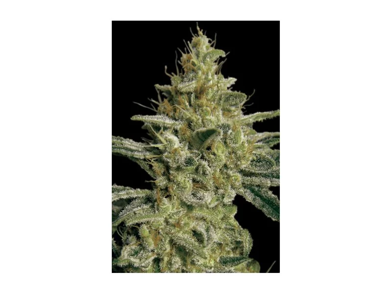 Allkush van Paradise Seeds
