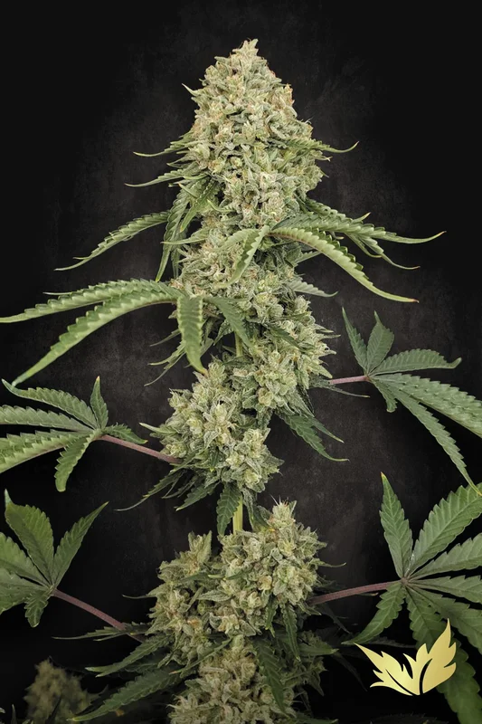 Tropical Fruit Cake van Paradise Seeds