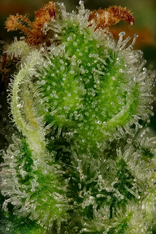 Mendo Creme van Paradise Seeds