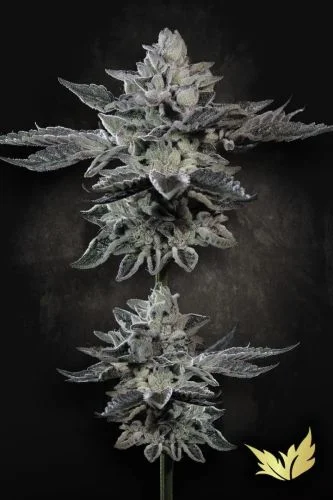 G-Force van Paradise Seeds