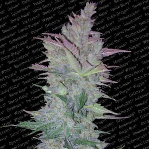 Vertigo van Paradise Seeds