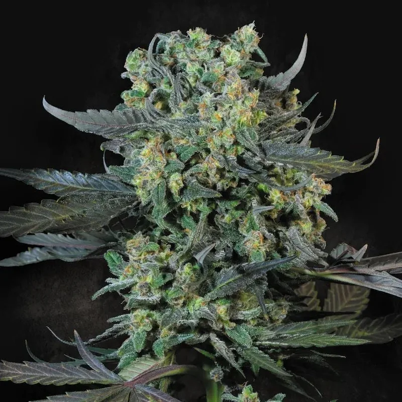 Momo van Paradise Seeds
