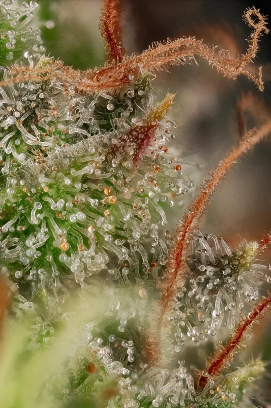 Original White Widow (IBL) van Paradise Seeds