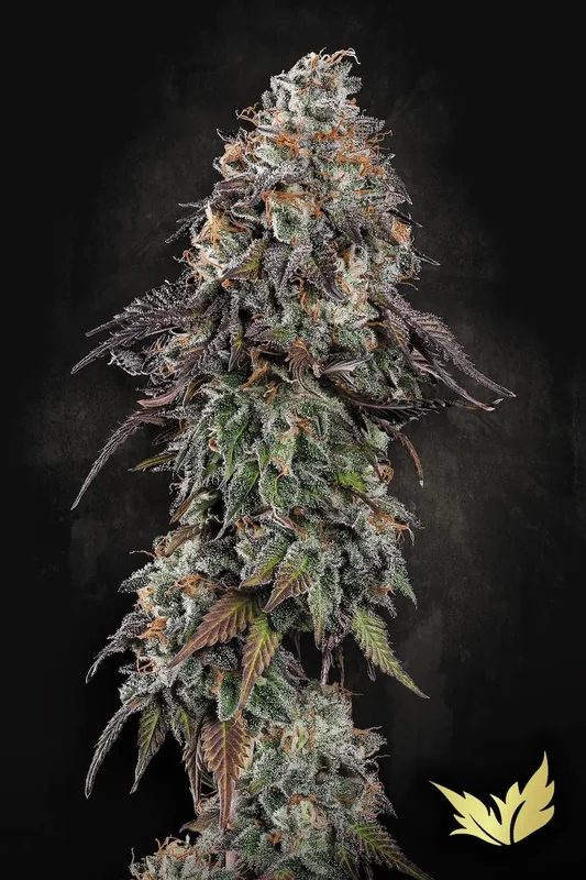 White Noise van Paradise Seeds