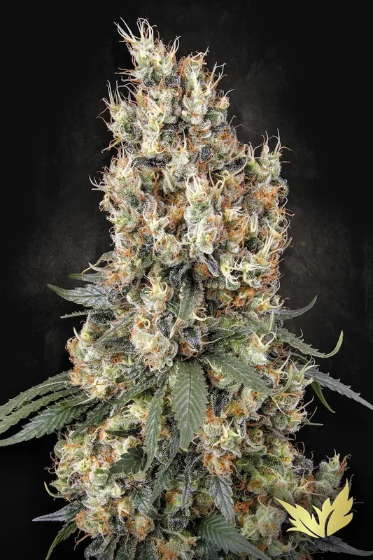 Mendocino Skunk van Paradise Seeds