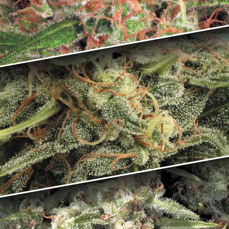 Collection Pack 2 van Paradise Seeds