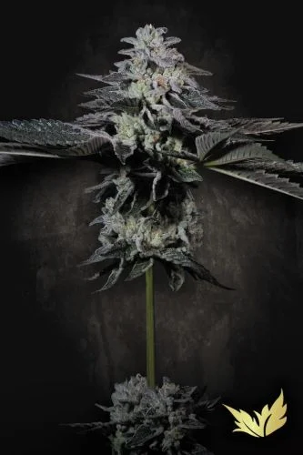 Tropicana Crush van Paradise Seeds