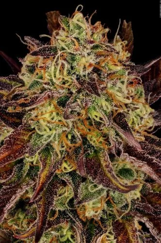 Tangerine Sorbet van Paradise Seeds