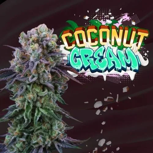 Coconut Cream van Perfect Tree