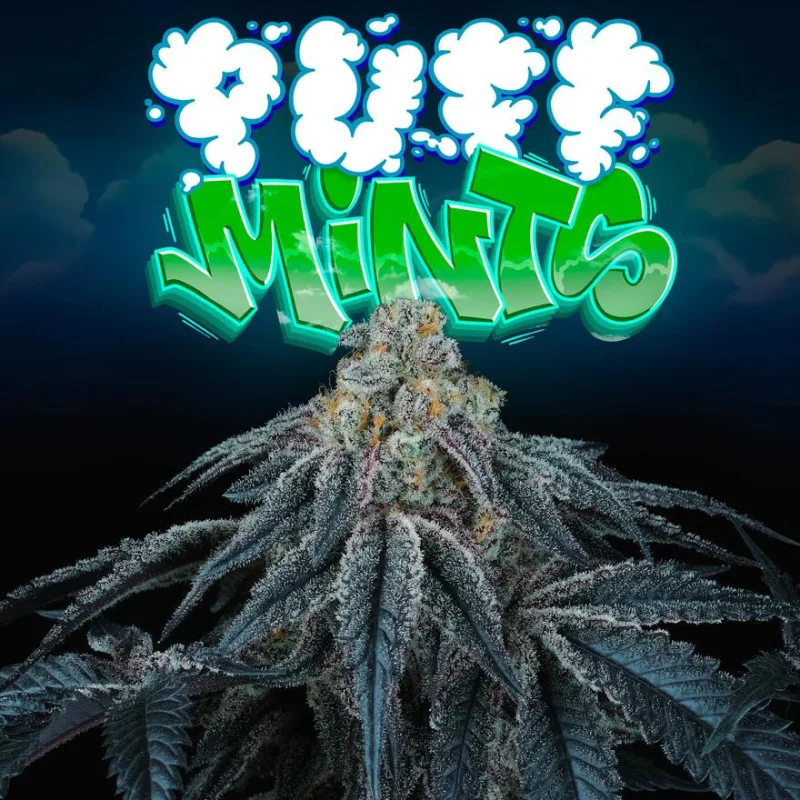 Puff Mints van Perfect Tree