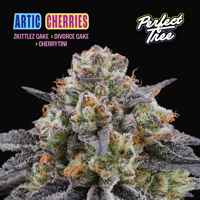Arctic Cherries van Perfect Tree