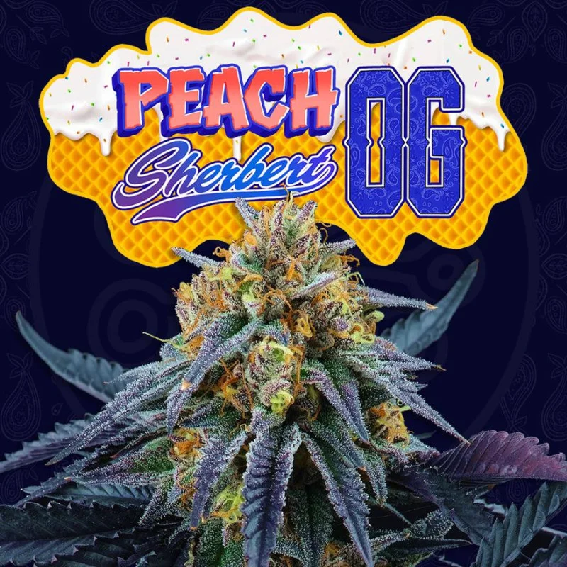 Peach Sherbert OG van Perfect Tree