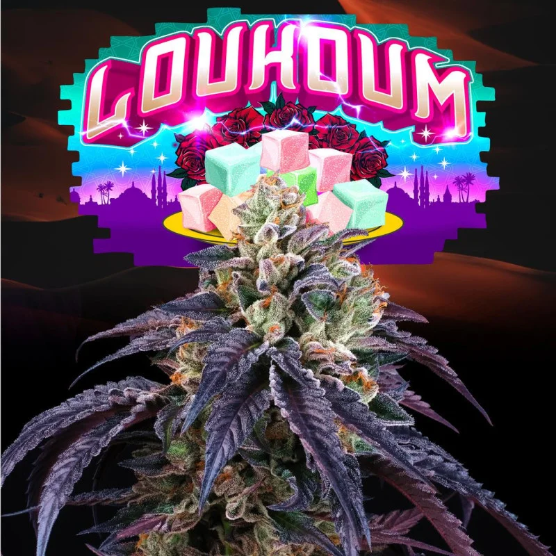 Loukoum van Perfect Tree