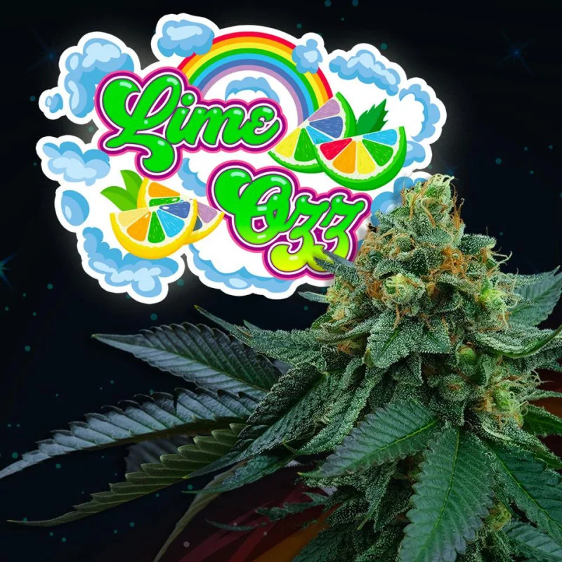 Lime Ozz van Perfect Tree