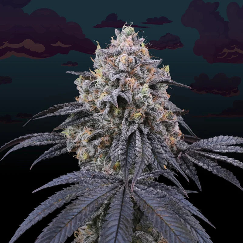 Peach Clouds van Perfect Tree