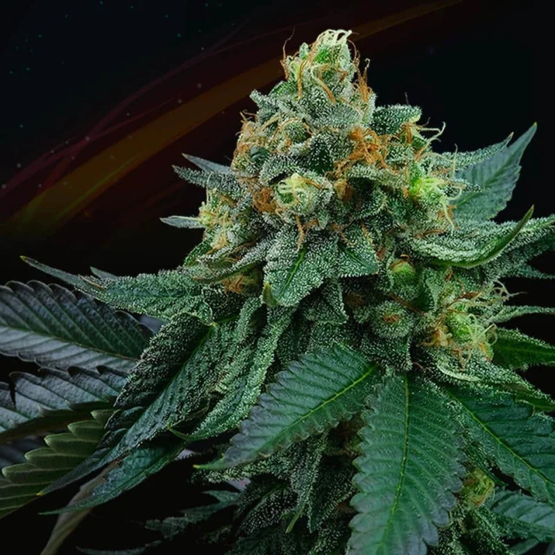 Lime Ozz van Perfect Tree